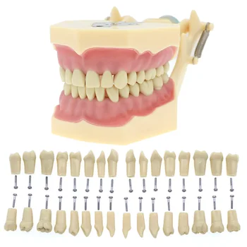  Diş Öğrenci Oral Öğretim Uygulama Diş Modeli Frasaco AG3 Stil Typodont Modeli 32 Adet Çıkarılabilir Vidalı Diş